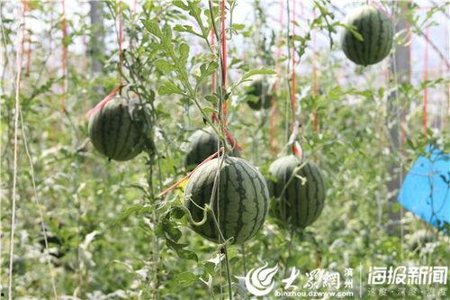 太原网红吃瓜事件视频,揭秘网络舆论的风暴中心