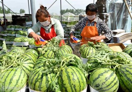 吃瓜网广西行健,探寻壮乡健身文化新风尚