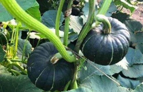 韩城吃瓜视频网红男女